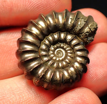 Load image into Gallery viewer, Huge Promicroceras pyritosum ammonite fossil (29 mm)
