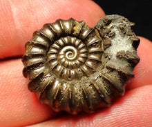 Load image into Gallery viewer, Huge Promicroceras pyritosum ammonite fossil (29 mm)
