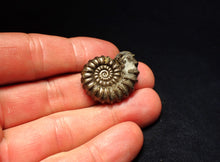 Load image into Gallery viewer, Huge Promicroceras pyritosum ammonite fossil (29 mm)
