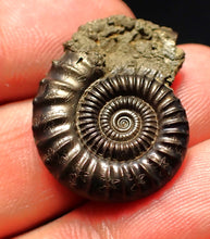 Load image into Gallery viewer, Large perfect Crucilobiceras pyrite ammonite fossil (27 mm)
