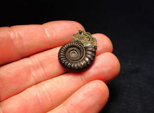 Load image into Gallery viewer, Large perfect Crucilobiceras pyrite ammonite fossil (27 mm)

