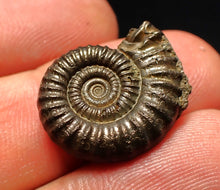 Load image into Gallery viewer, Crucilobiceras pyrite ammonite fossil (21 mm)
