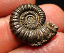 Load image into Gallery viewer, Crucilobiceras pyrite ammonite fossil (21 mm)
