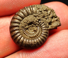 Load image into Gallery viewer, Crucilobiceras pyrite ammonite fossil (21 mm)
