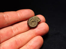 Load image into Gallery viewer, Crucilobiceras pyrite ammonite fossil (21 mm)
