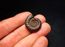 Load image into Gallery viewer, Crucilobiceras pyrite ammonite fossil (26 mm)
