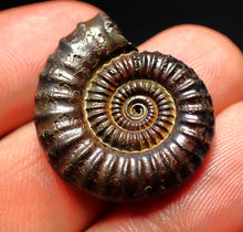 Load image into Gallery viewer, Crucilobiceras pyrite ammonite fossil (26 mm)
