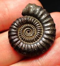 Load image into Gallery viewer, Crucilobiceras pyrite ammonite fossil (26 mm)
