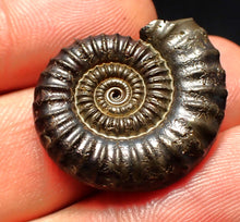 Load image into Gallery viewer, Crucilobiceras pyrite ammonite fossil (26 mm)
