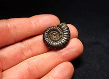 Load image into Gallery viewer, Crucilobiceras pyrite ammonite fossil (26 mm)
