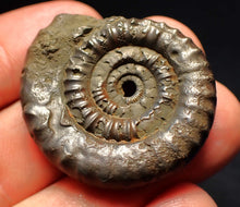 Load image into Gallery viewer, Echioceras pyrite ammonite fossil (35 mm)
