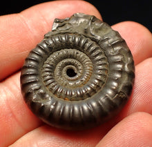 Load image into Gallery viewer, Echioceras pyrite ammonite fossil (35 mm)
