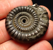 Load image into Gallery viewer, Echioceras pyrite ammonite fossil (35 mm)
