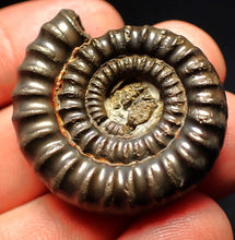 Load image into Gallery viewer, Echioceras pyrite ammonite fossil (36 mm)
