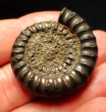 Load image into Gallery viewer, Echioceras pyrite ammonite fossil (36 mm)
