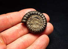 Load image into Gallery viewer, Echioceras pyrite ammonite fossil (36 mm)
