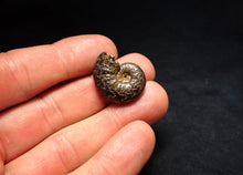 Load image into Gallery viewer, Uncommon Gleviceras pyrite ammonite fossil (24 mm)

