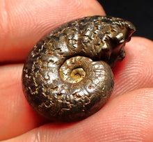 Load image into Gallery viewer, Uncommon Gleviceras pyrite ammonite fossil (24 mm)
