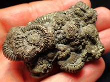 Load image into Gallery viewer, Large pyrite multi-ammonite fossil Crucilobiceras (65 mm)
