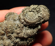 Load image into Gallery viewer, Large pyrite multi-ammonite fossil Crucilobiceras (65 mm)

