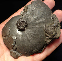 Load image into Gallery viewer, Very large high-quality Oxynoticeras pyrite ammonite fossil (91 mm)
