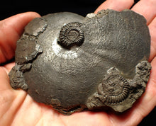 Load image into Gallery viewer, Very large high-quality Oxynoticeras pyrite ammonite fossil (91 mm)

