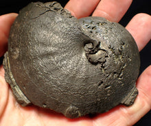 Load image into Gallery viewer, Very large high-quality Oxynoticeras pyrite ammonite fossil (91 mm)
