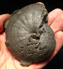 Load image into Gallery viewer, Very large high-quality Oxynoticeras pyrite ammonite fossil (91 mm)
