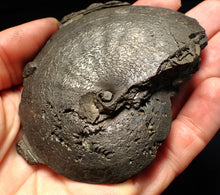 Load image into Gallery viewer, Very large high-quality Oxynoticeras pyrite ammonite fossil (91 mm)
