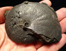 Load image into Gallery viewer, Very large high-quality Oxynoticeras pyrite ammonite fossil (91 mm)
