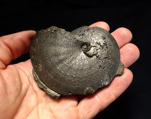 Load image into Gallery viewer, Very large high-quality Oxynoticeras pyrite ammonite fossil (91 mm)

