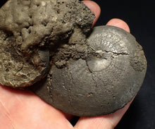 Load image into Gallery viewer, huge double-Oxynoticeras pyrite ammonite fossil (94mm)
