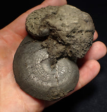 Load image into Gallery viewer, huge double-Oxynoticeras pyrite ammonite fossil (94mm)
