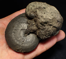 Load image into Gallery viewer, huge double-Oxynoticeras pyrite ammonite fossil (94mm)
