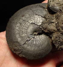 Load image into Gallery viewer, huge double-Oxynoticeras pyrite ammonite fossil (94mm)
