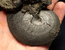 Load image into Gallery viewer, huge double-Oxynoticeras pyrite ammonite fossil (94mm)
