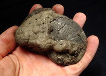 Load image into Gallery viewer, huge double-Oxynoticeras pyrite ammonite fossil (94mm)
