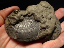 Load image into Gallery viewer, huge double-Oxynoticeras pyrite ammonite fossil (94mm)
