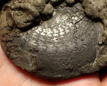 Load image into Gallery viewer, huge double-Oxynoticeras pyrite ammonite fossil (94mm)
