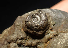 Load image into Gallery viewer, huge double-Oxynoticeras pyrite ammonite fossil (94mm)

