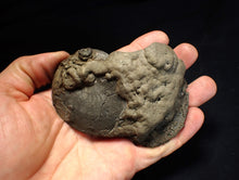 Load image into Gallery viewer, huge double-Oxynoticeras pyrite ammonite fossil (94mm)
