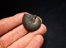 Load image into Gallery viewer, Oxynoticeras pyrite ammonite fossil (33mm)
