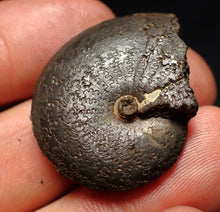 Load image into Gallery viewer, Oxynoticeras pyrite ammonite fossil (33mm)

