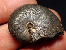 Load image into Gallery viewer, Oxynoticeras pyrite ammonite fossil (33mm)
