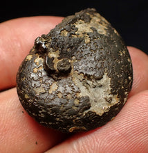 Load image into Gallery viewer, Oxynoticeras pyrite ammonite fossil (33mm)
