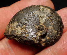 Load image into Gallery viewer, Oxynoticeras pyrite ammonite fossil (33mm)
