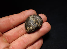 Load image into Gallery viewer, Oxynoticeras pyrite ammonite fossil (33mm)
