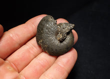 Load image into Gallery viewer, Oxynoticeras pyrite ammonite fossil (43mm)
