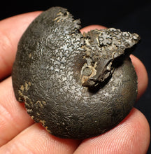 Load image into Gallery viewer, Oxynoticeras pyrite ammonite fossil (43mm)
