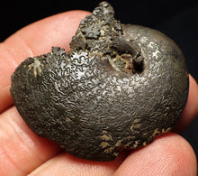 Load image into Gallery viewer, Oxynoticeras pyrite ammonite fossil (43mm)
